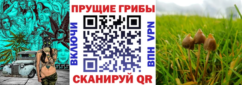 Псилоцибиновые грибы мицелий  Купить где  Емва 